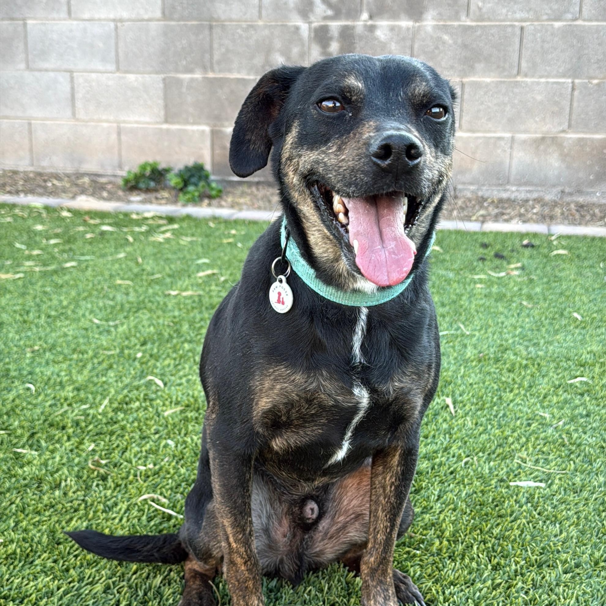 Rupert, Adoptable, Young Male Australian Kelpie.