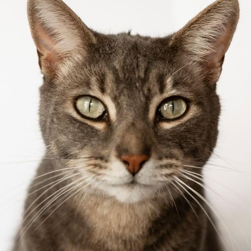 ROLLIE, ADOPTABLE, Adult Male Domestic Short Hair.
