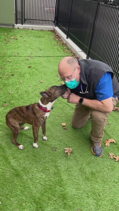 Enlarge Dingo, a Adopted mixed breed in Milford, CT video 6/11