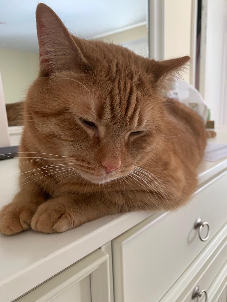 Tommy, Adoptable, Adult Male Domestic Short Hair.