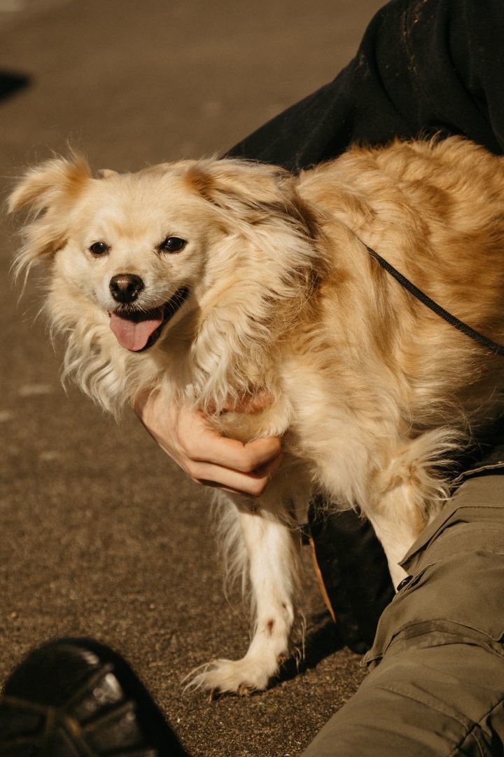 Miracle , Adoptable, Adult Female Pomeranian & Chihuahua.