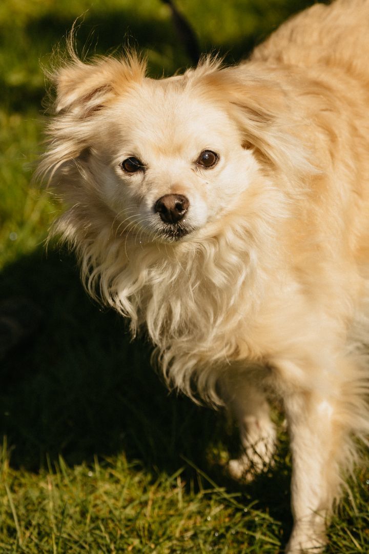 Enlarge Miracle , a Adoptable mixed breed in SEATTLE, WA image 2/4
