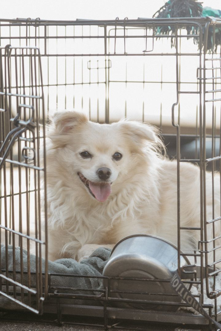 Enlarge Miracle , a Adoptable mixed breed in SEATTLE, WA image 3/4