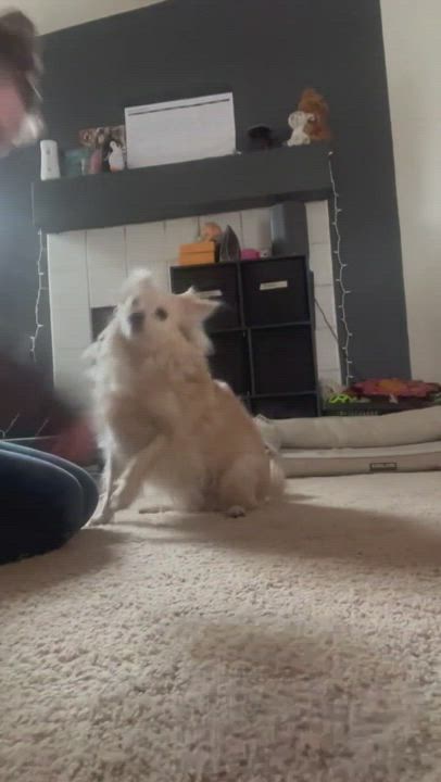 Enlarge Miracle , a Adoptable mixed breed in SEATTLE, WA video 4/4