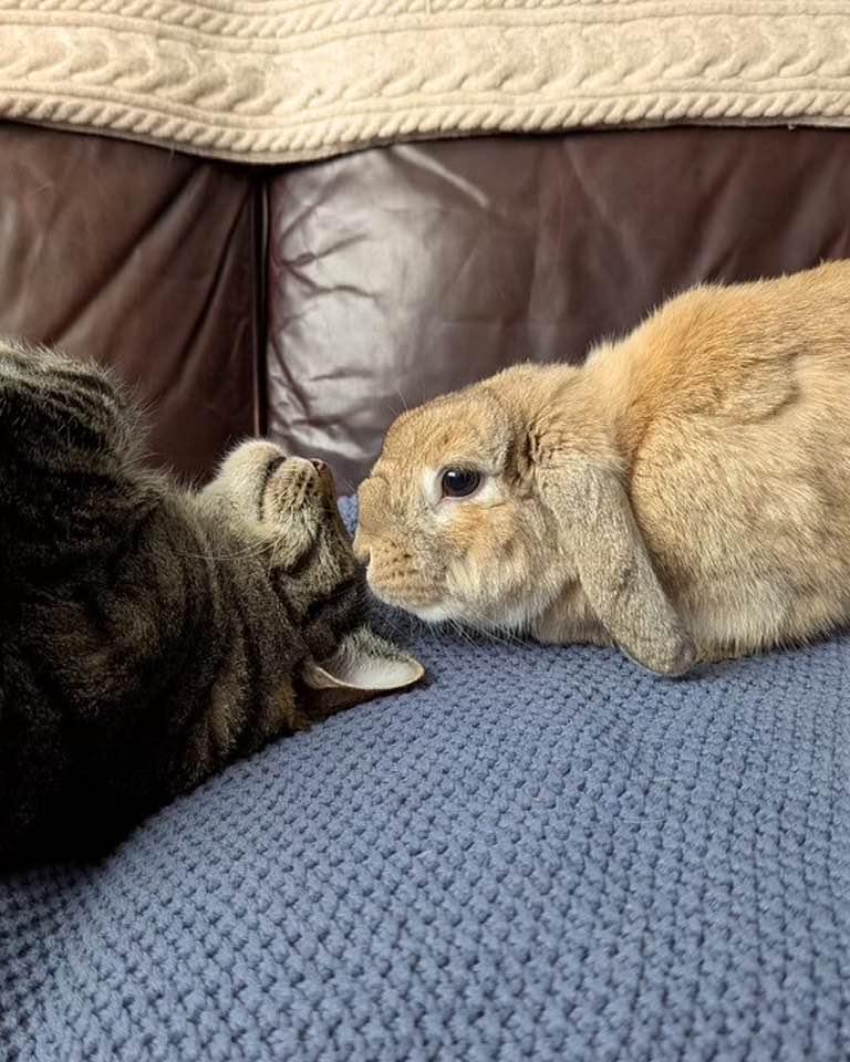 Darby, a Adoptable mixed breed in Westbrook, ME image 2/6