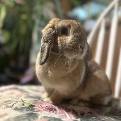 Darby, a Adoptable mixed breed in Westbrook, ME image 3/6