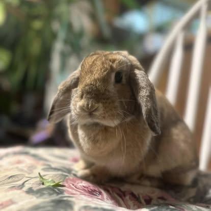 Darby, Adoptable, Adult Female French Lop.