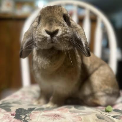 Darby, a Adoptable mixed breed in Westbrook, ME image 4/6