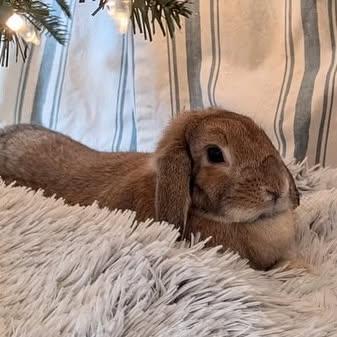 Darby, a Adoptable mixed breed in Westbrook, ME image 5/6