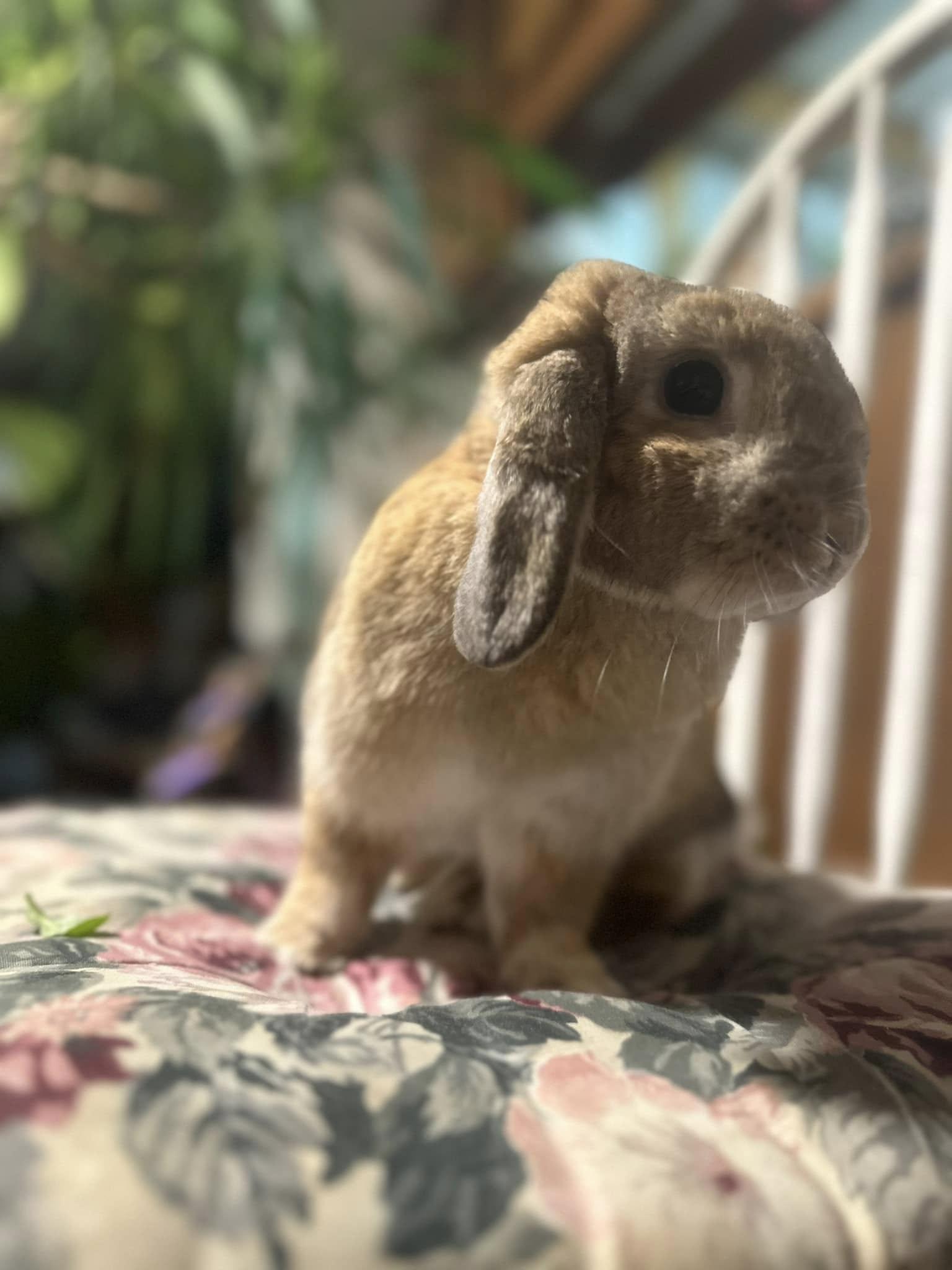 Darby, a Adoptable mixed breed in Westbrook, ME image 6/6