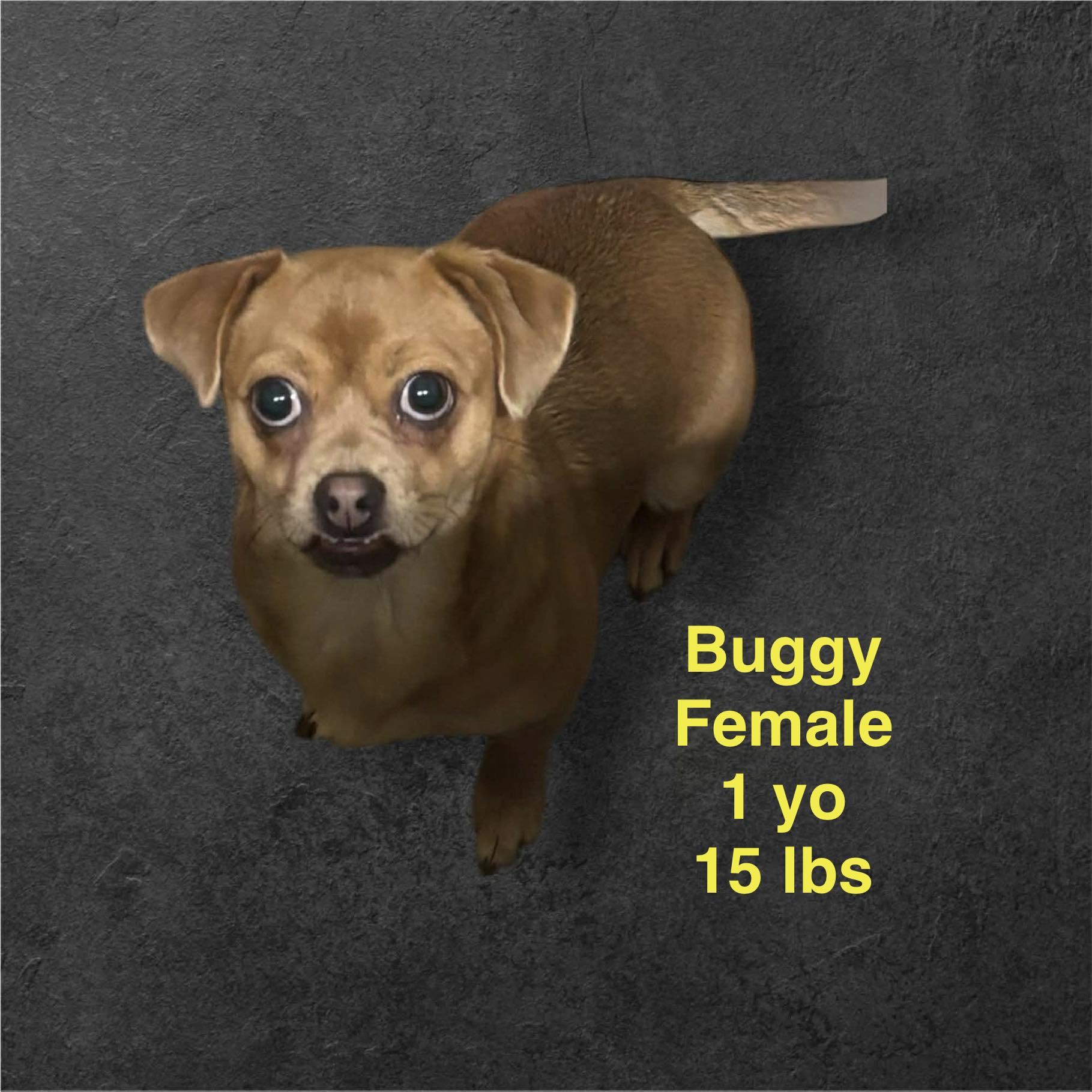 Buggy, a hold mixed breed in Westwood, NJ image 4/4