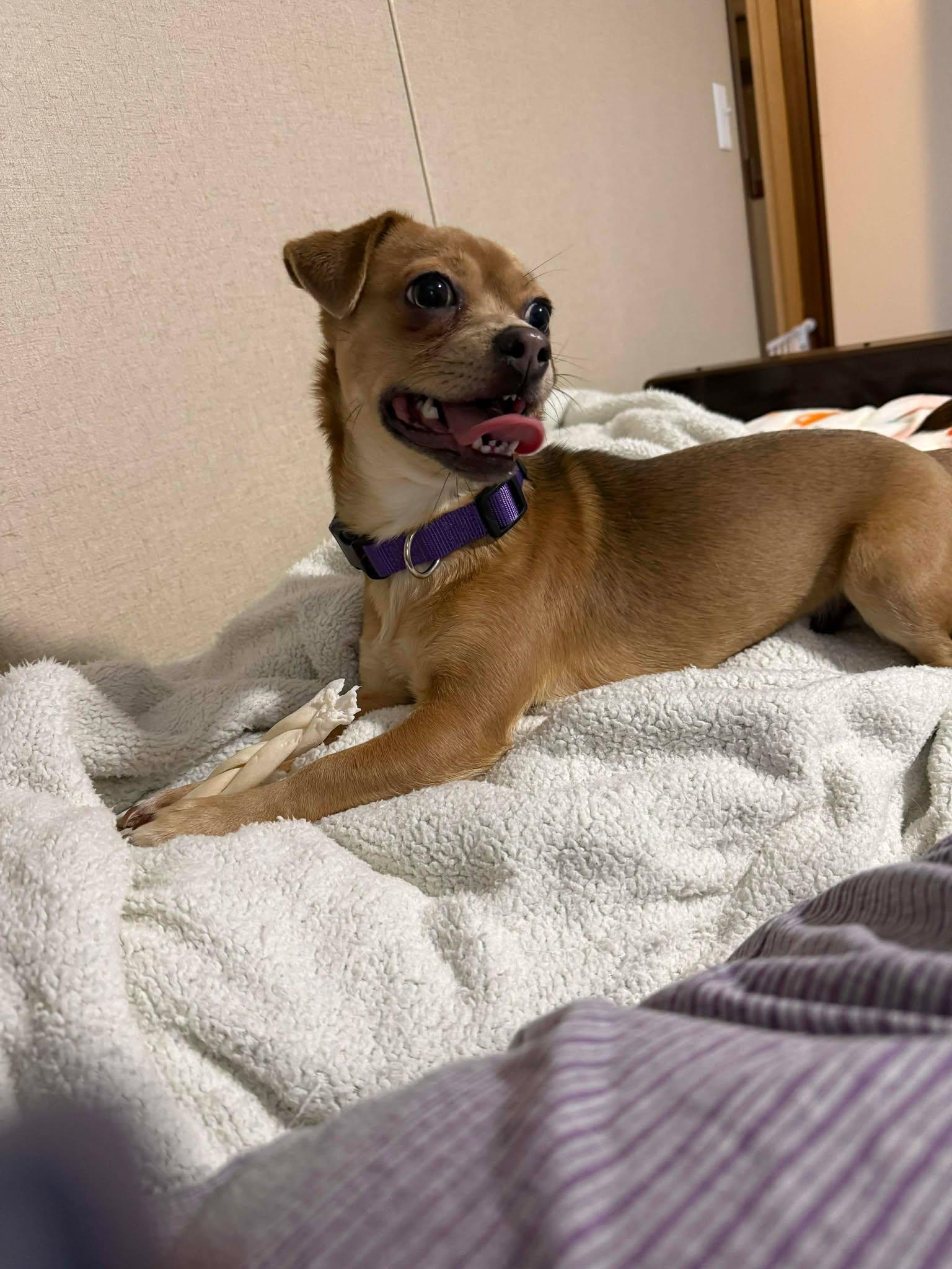 Buggy, a hold mixed breed in Westwood, NJ image 2/4