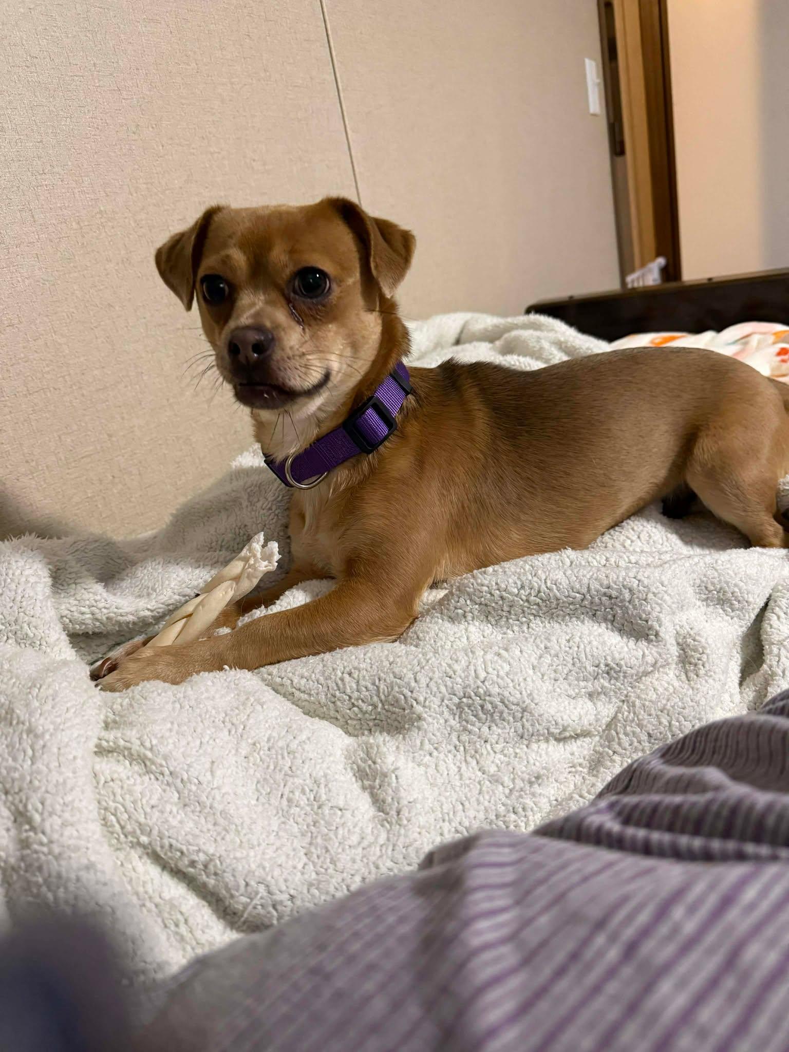 Buggy, a hold mixed breed in Westwood, NJ image 1/4