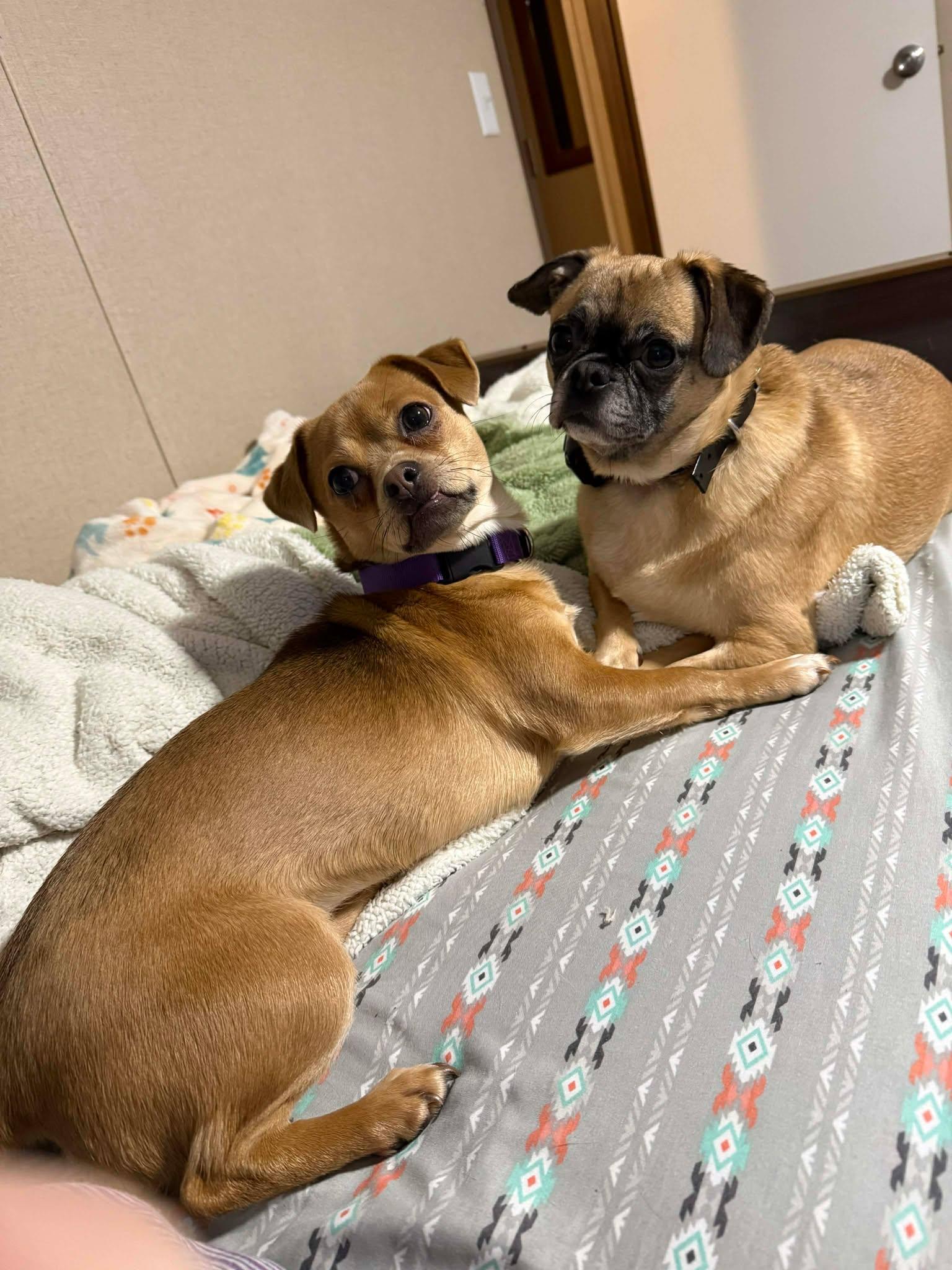 Buggy, a hold mixed breed in Westwood, NJ image 3/4