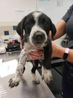 Enlarge Badger, a Adoptable mixed breed in Allen, TX image 2/2