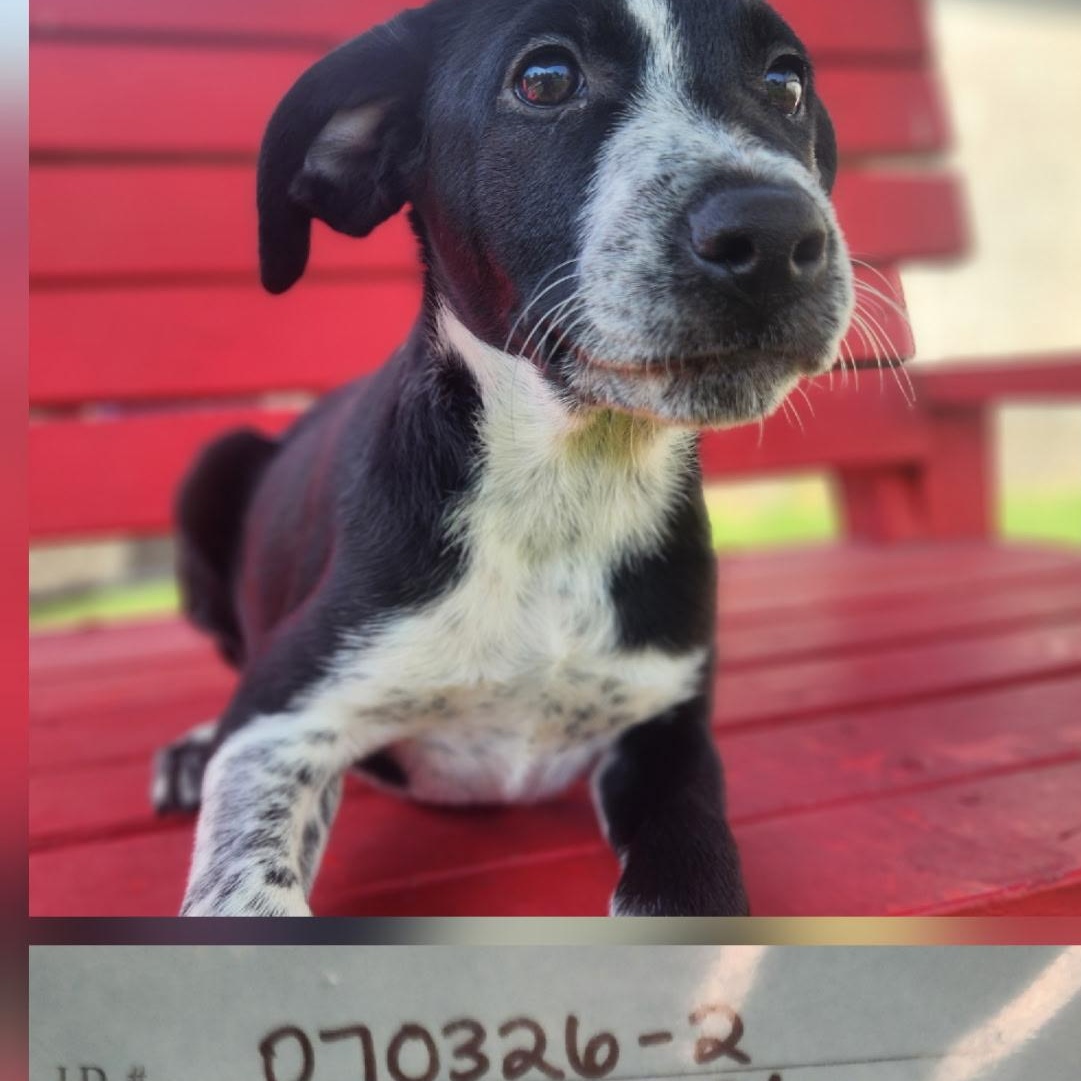 Enlarge Badger, a Adoptable mixed breed in Allen, TX image 1/2