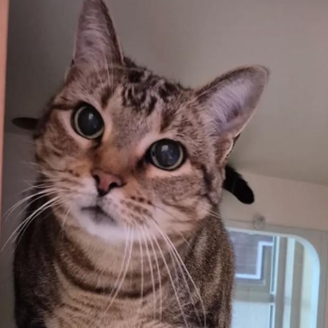 Sam, adopted, Senior Female Domestic Short Hair.
