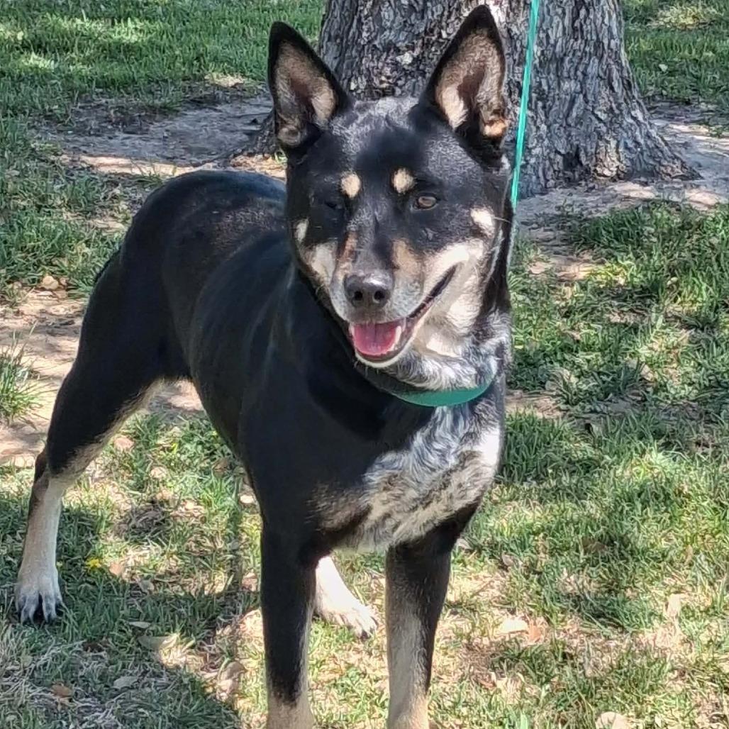 Sydney, Adoptable, Adult Female Australian Kelpie & Mixed Breed.