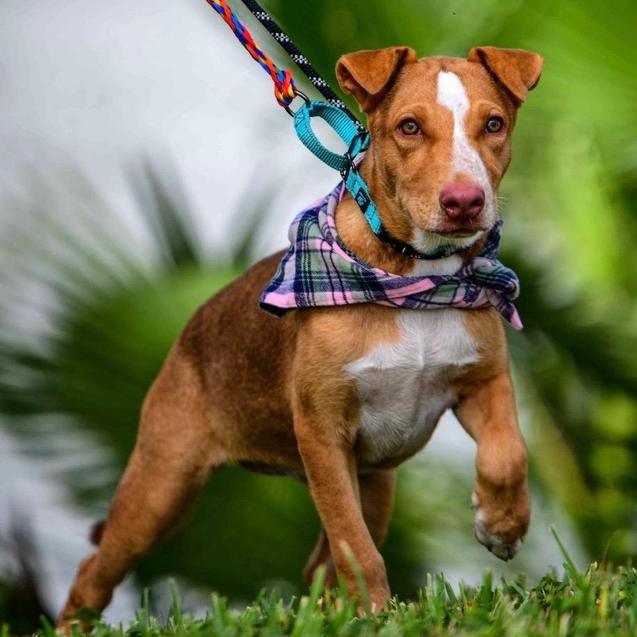 Enlarge Sadie Lou, a Adoptable mixed breed in Toms River, NJ image 3/6