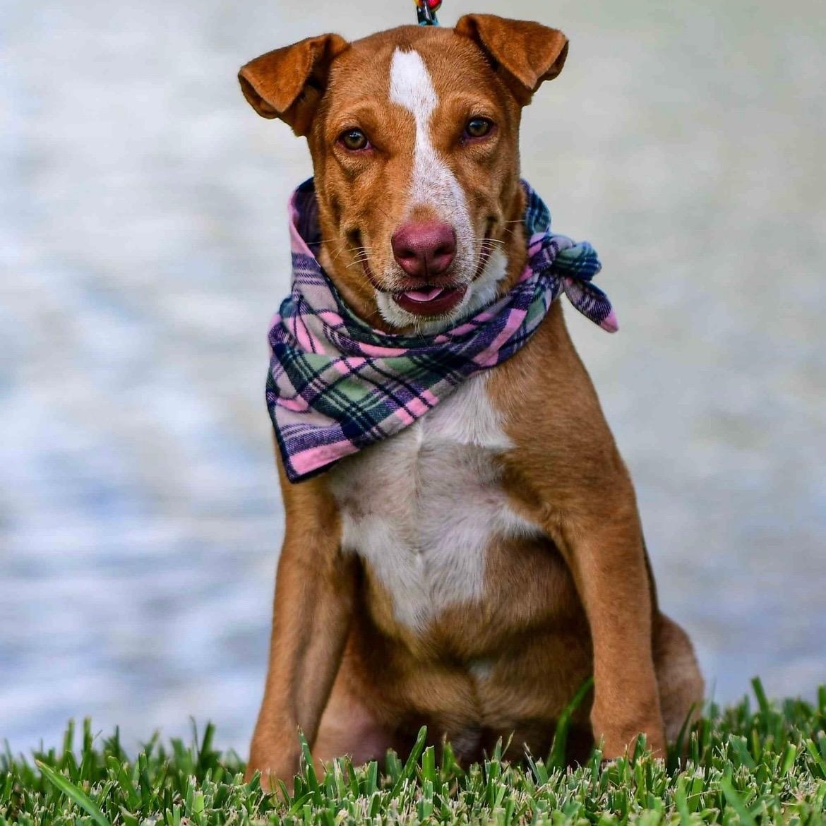 Enlarge Sadie Lou, a Adoptable mixed breed in Toms River, NJ image 2/6