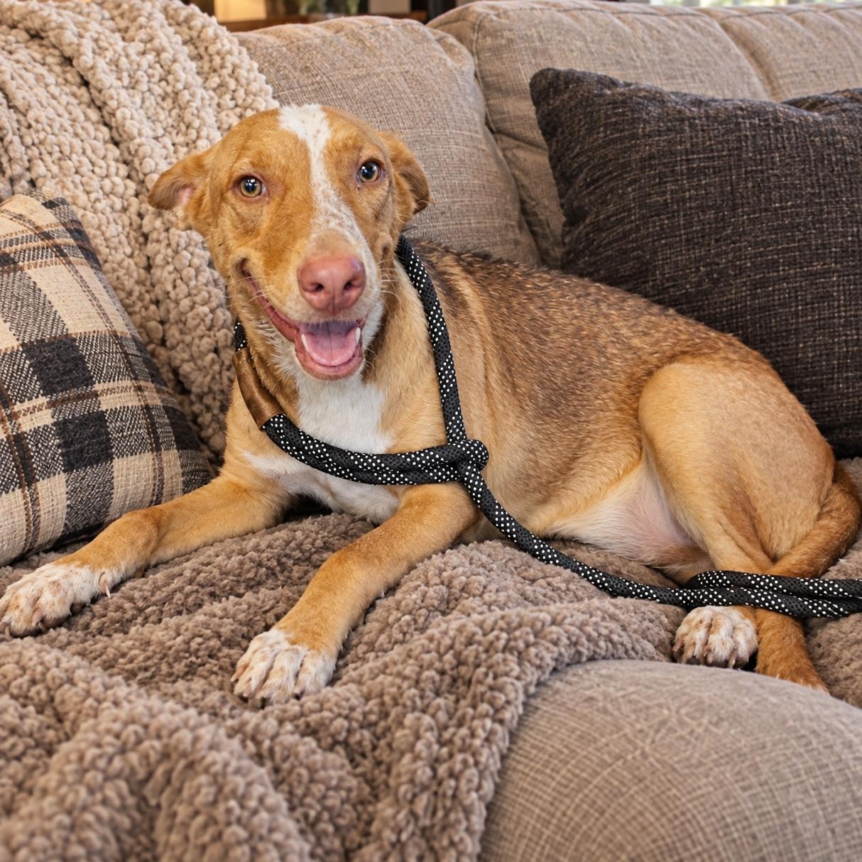 Enlarge Sadie Lou, a Adoptable mixed breed in Toms River, NJ image 5/6