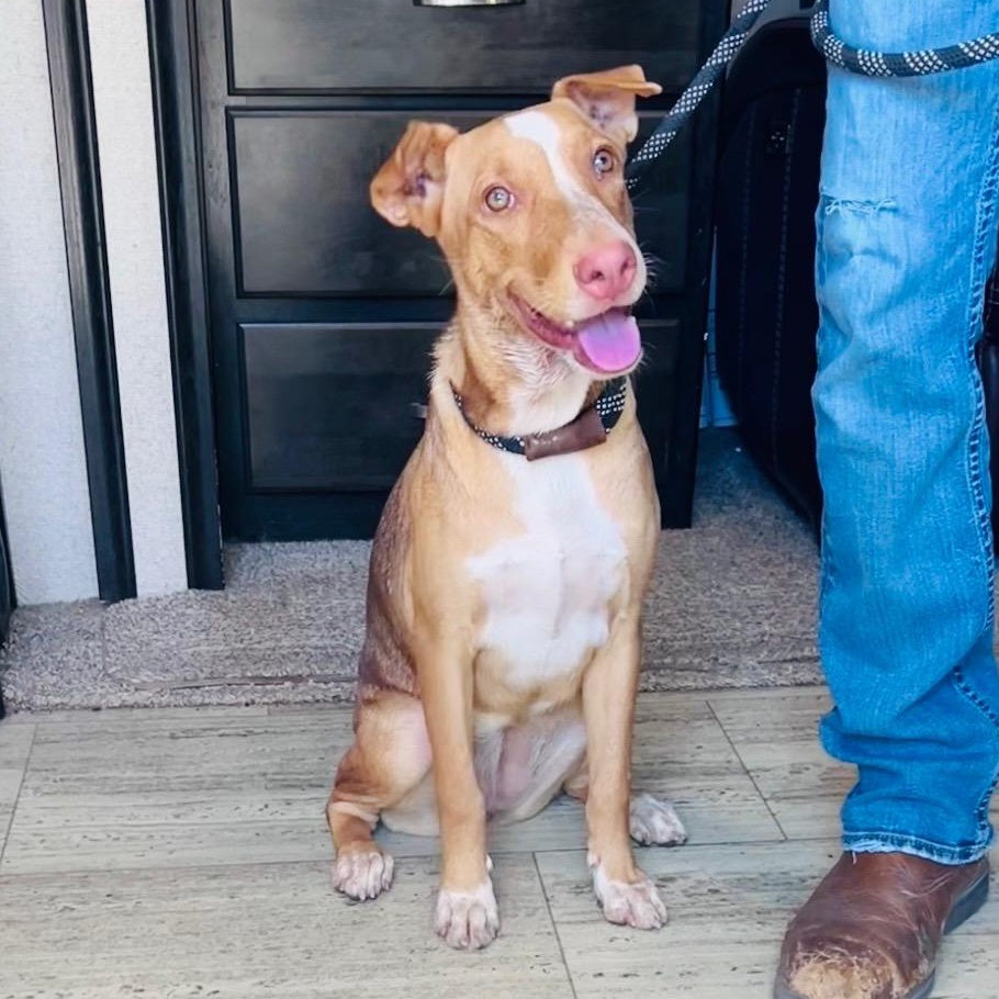 Enlarge Sadie Lou, a Adoptable mixed breed in Toms River, NJ image 6/6
