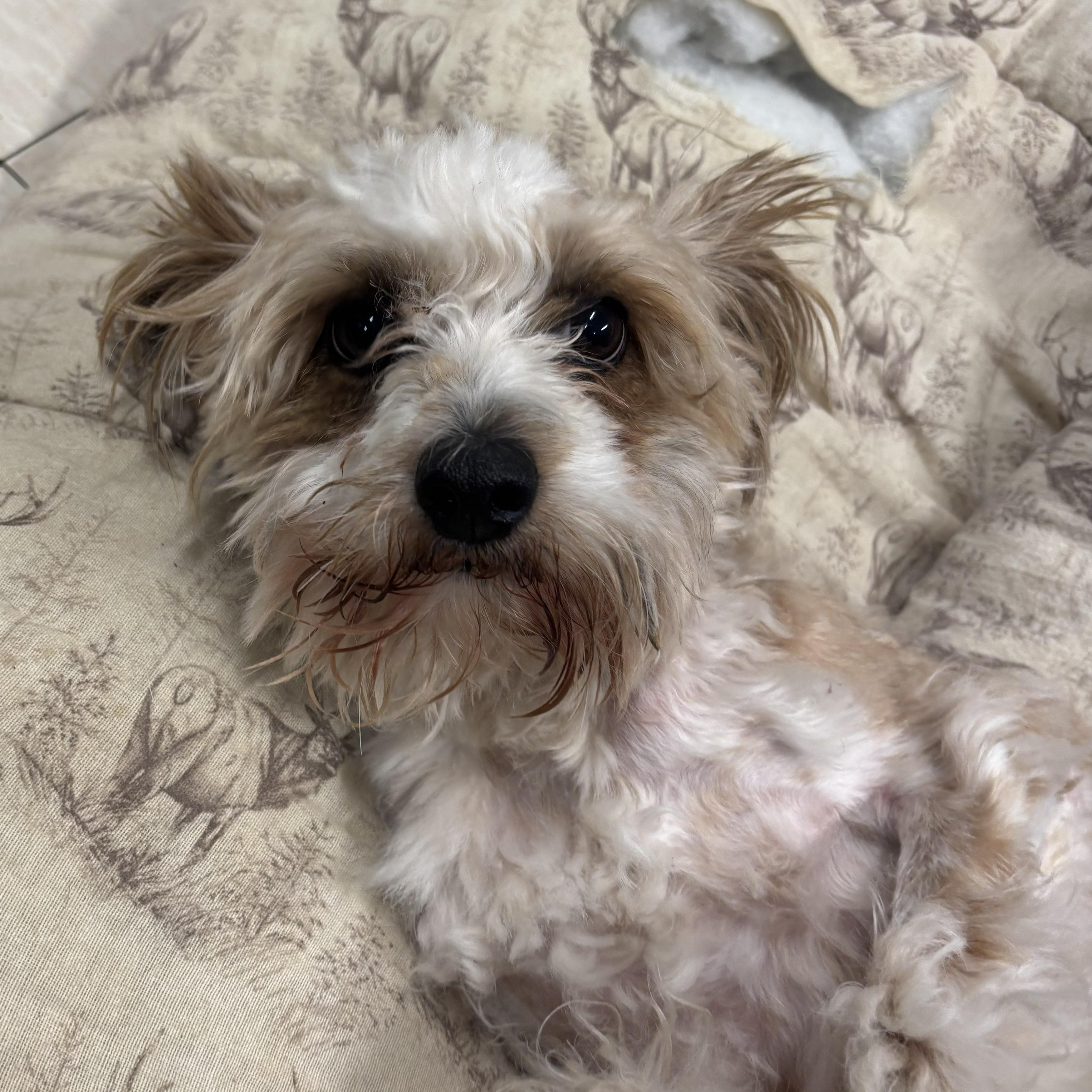 Benji, adopted, Young Male Miniature Poodle.