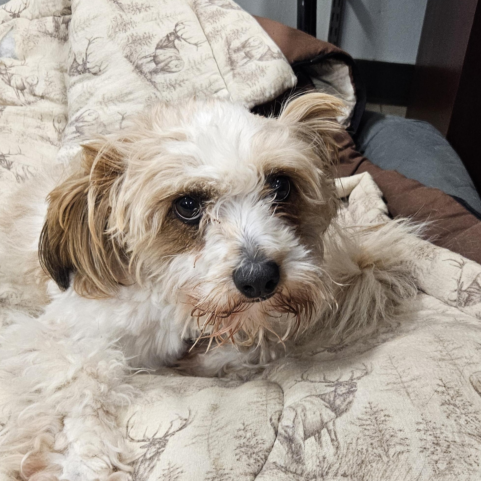 Enlarge Benji, an adopted mixed breed in The Dalles, OR image 3/3