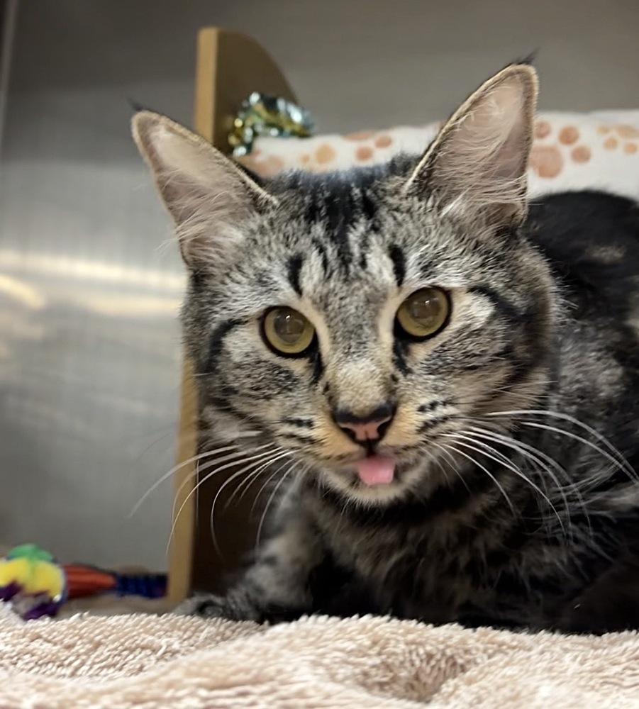 Mama Goose, Adopted, Kitten Female Domestic Medium Hair & Tabby.