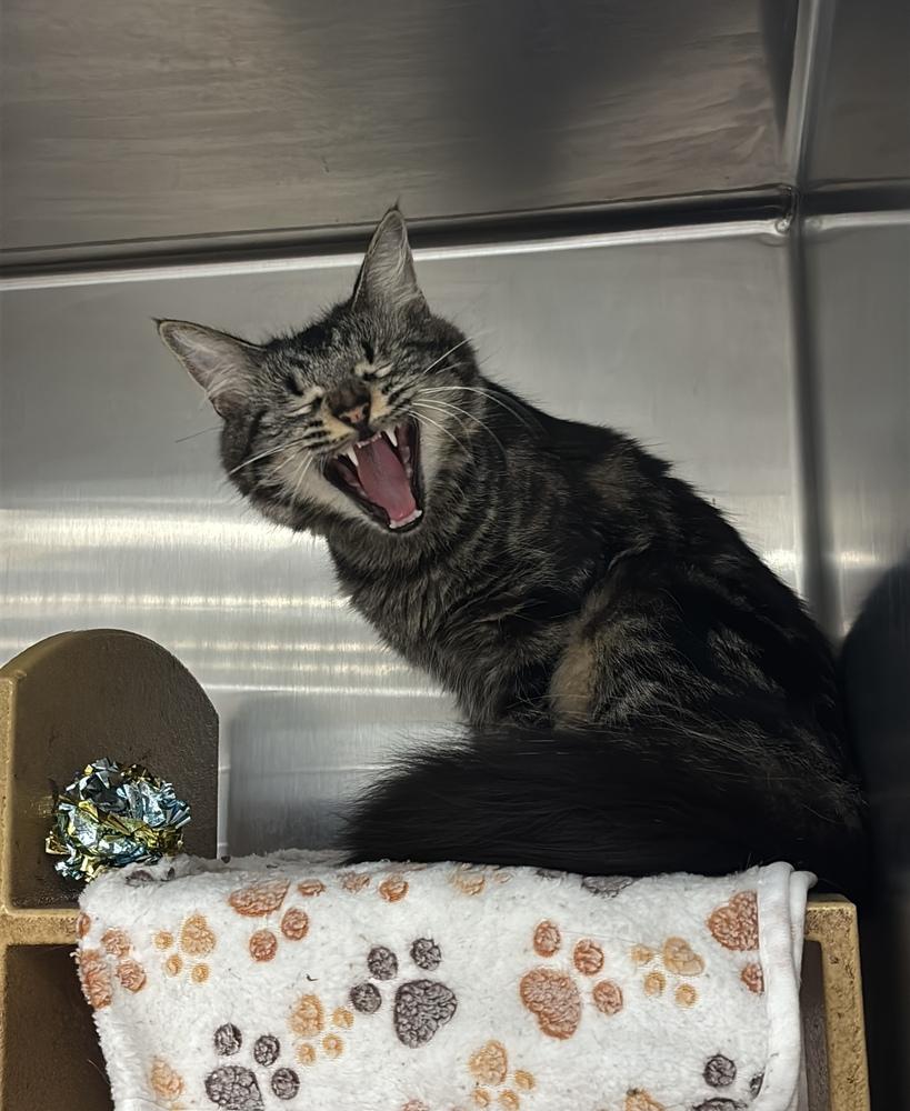 Enlarge Mama Goose, a Adopted mixed breed in Virginia Beach, VA image 2/6