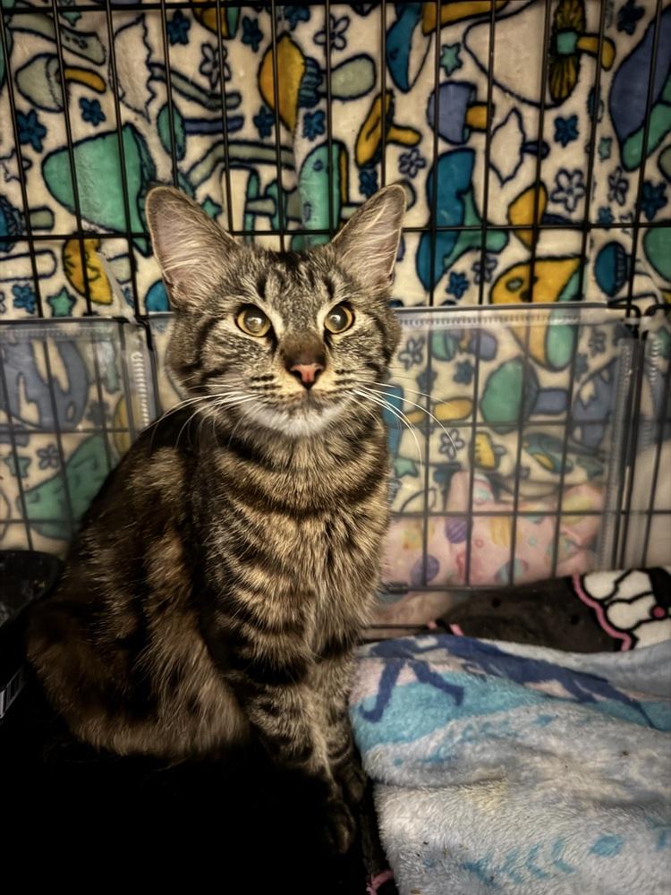 Enlarge Mama Goose, a Adopted mixed breed in Virginia Beach, VA image 3/6