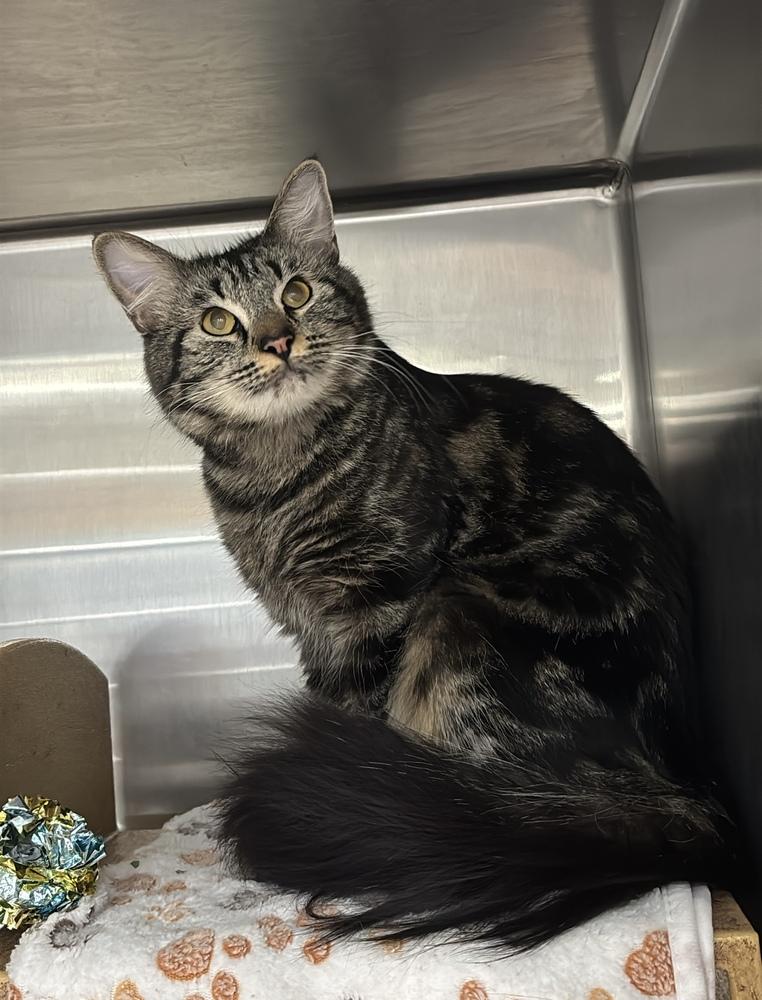 Enlarge Mama Goose, a Adopted mixed breed in Virginia Beach, VA image 4/6