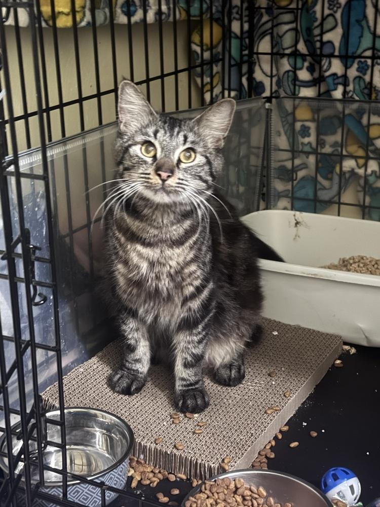 Enlarge Mama Goose, a Adopted mixed breed in Virginia Beach, VA image 5/6