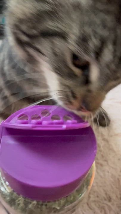 Enlarge Mama Goose, a Adopted mixed breed in Virginia Beach, VA video 6/6