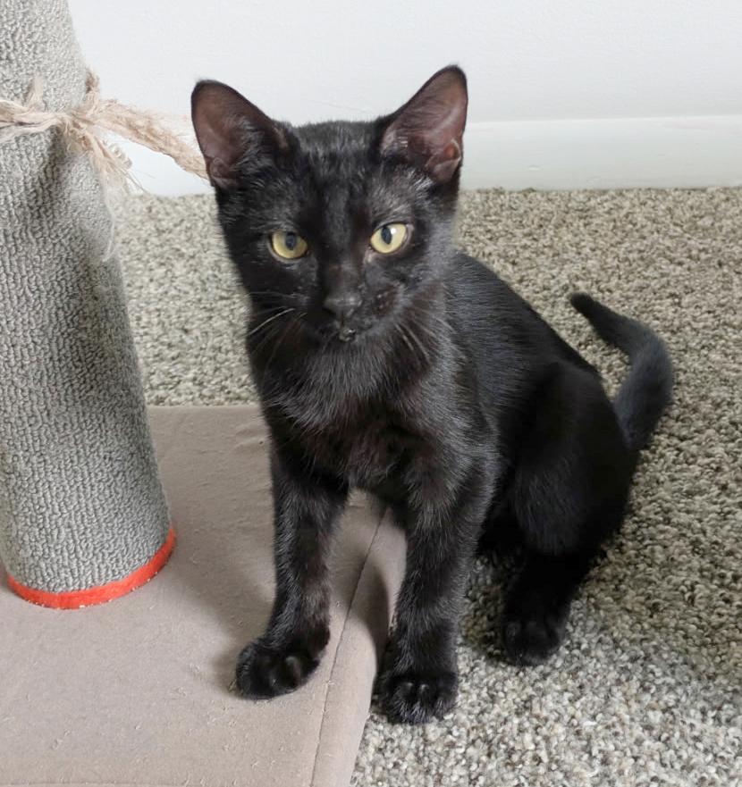 Enlarge Frisbee, a Adoptable Domestic Short Hair in Parkville, MO image 5/6
