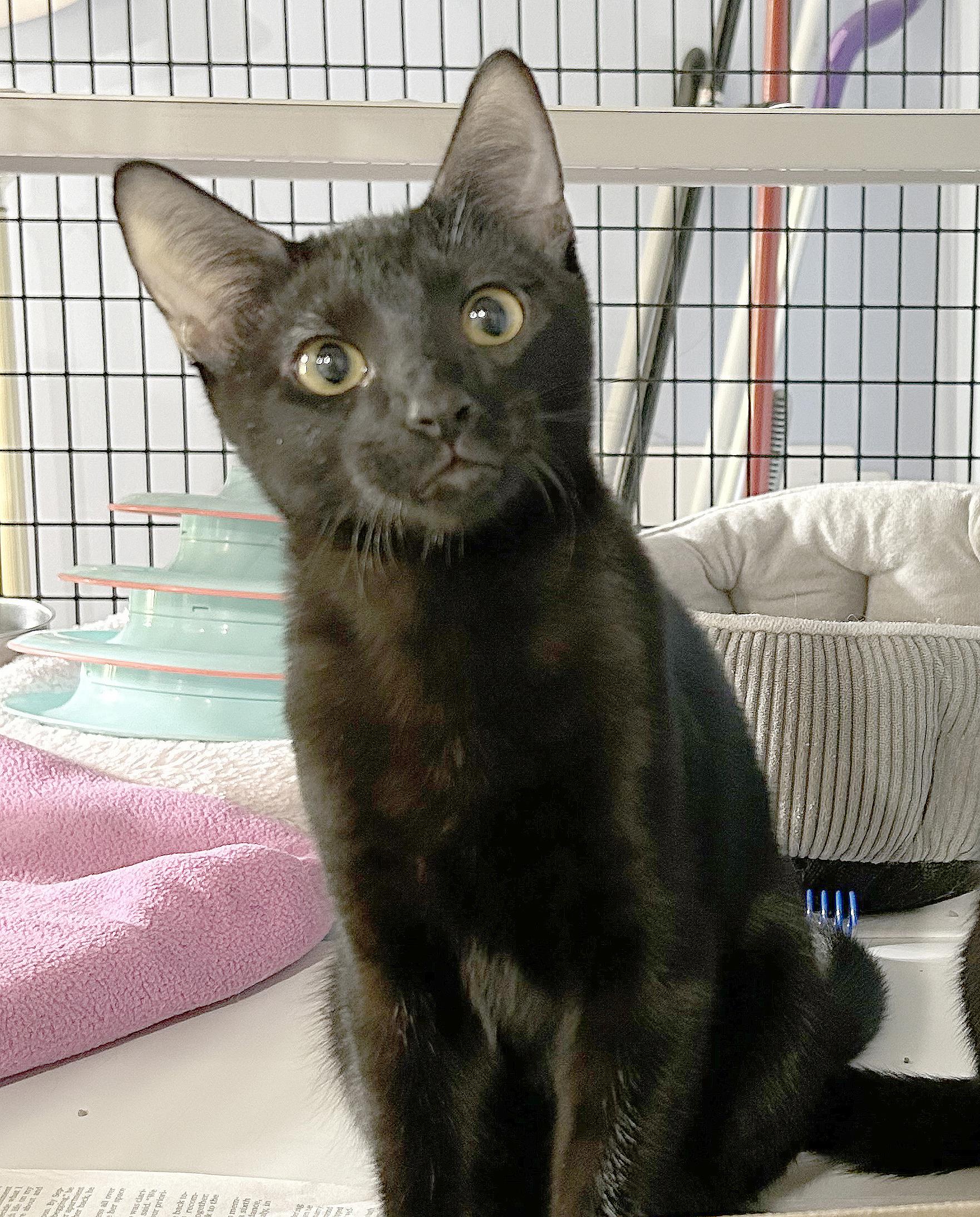 Frisbee, Adoptable, Kitten Male Domestic Short Hair.
