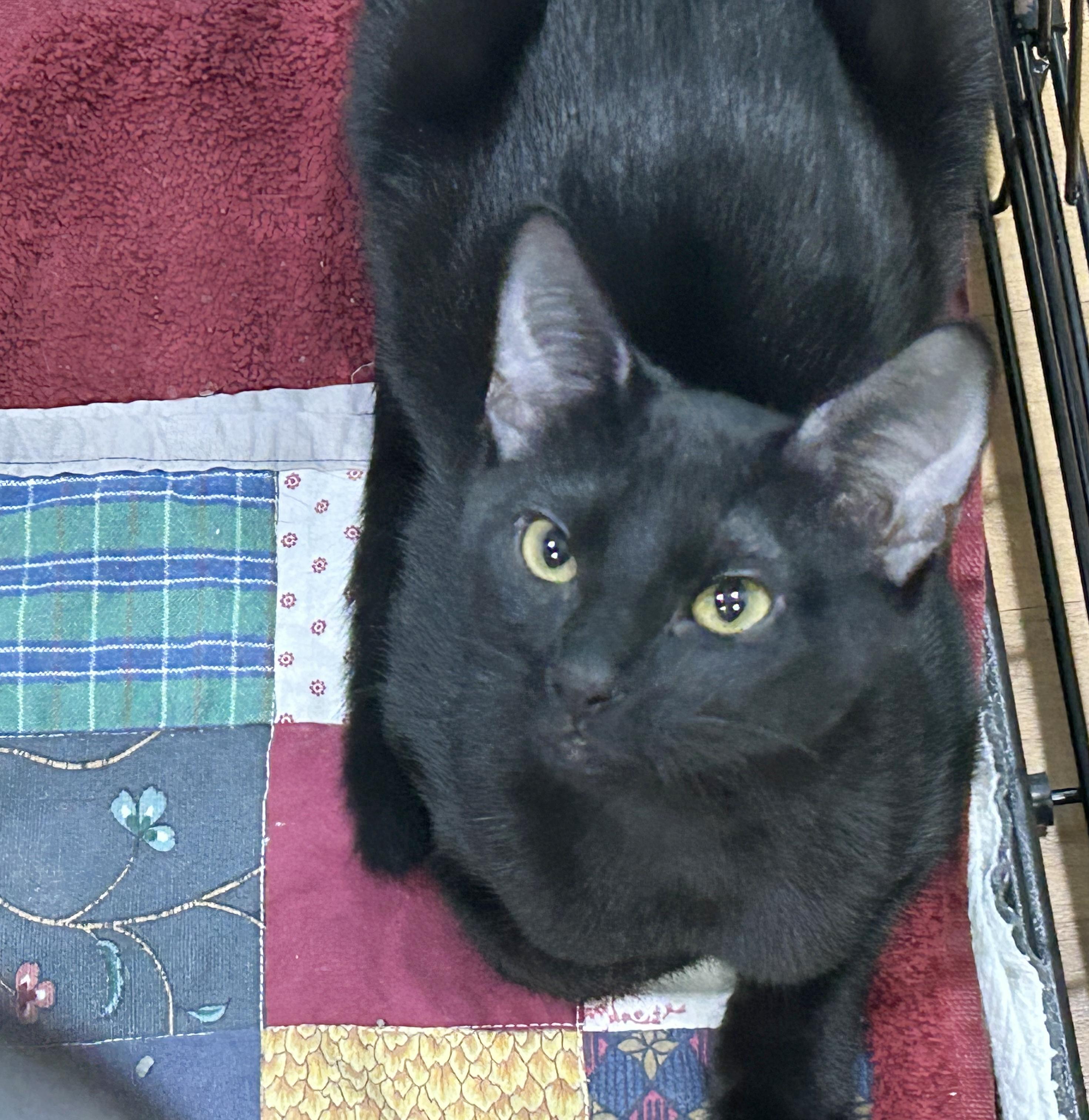 Enlarge Frisbee, a Adoptable Domestic Short Hair in Parkville, MO image 3/6