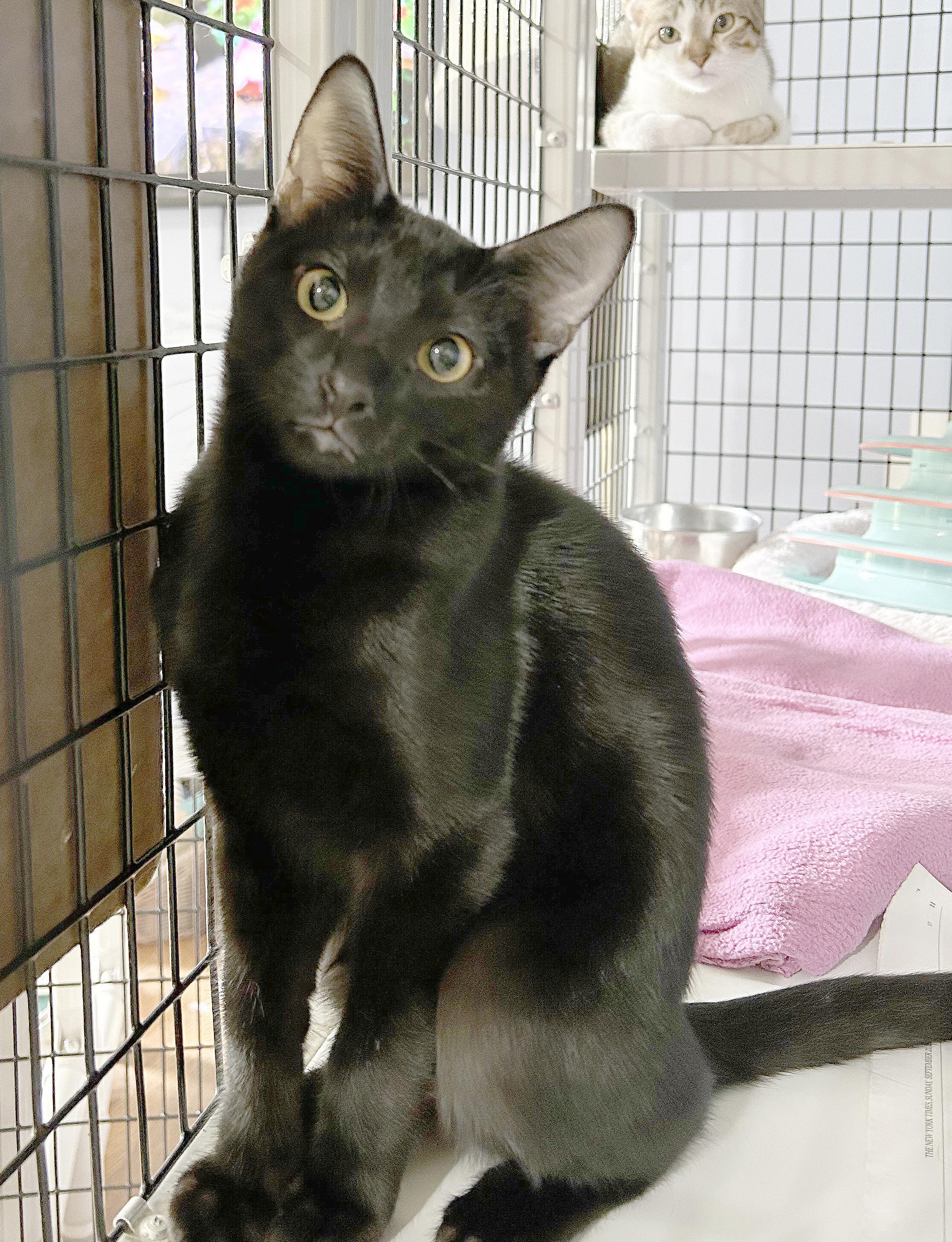 Enlarge Frisbee, a Adoptable Domestic Short Hair in Parkville, MO image 2/6