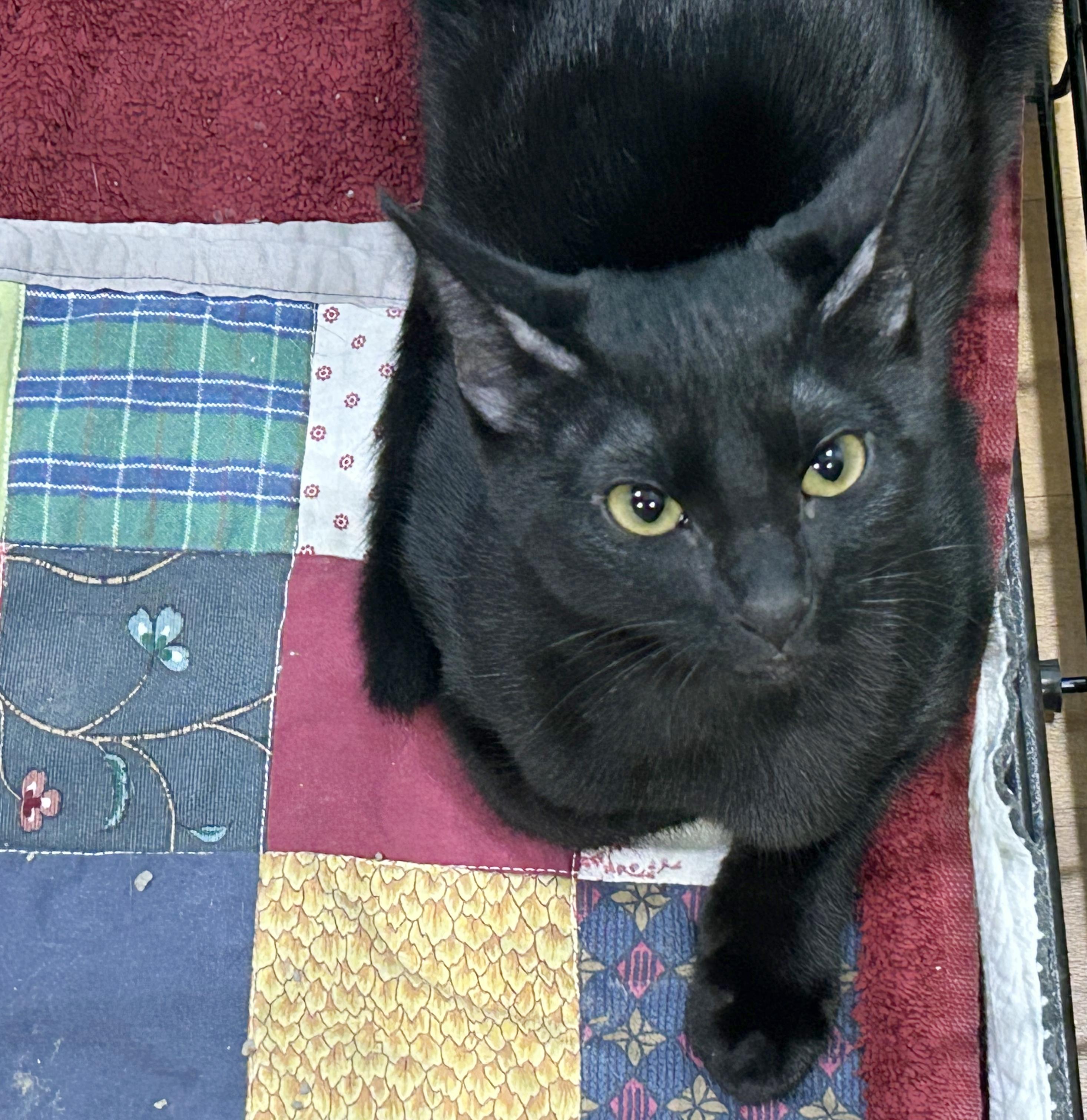 Enlarge Frisbee, a Adoptable Domestic Short Hair in Parkville, MO image 6/6