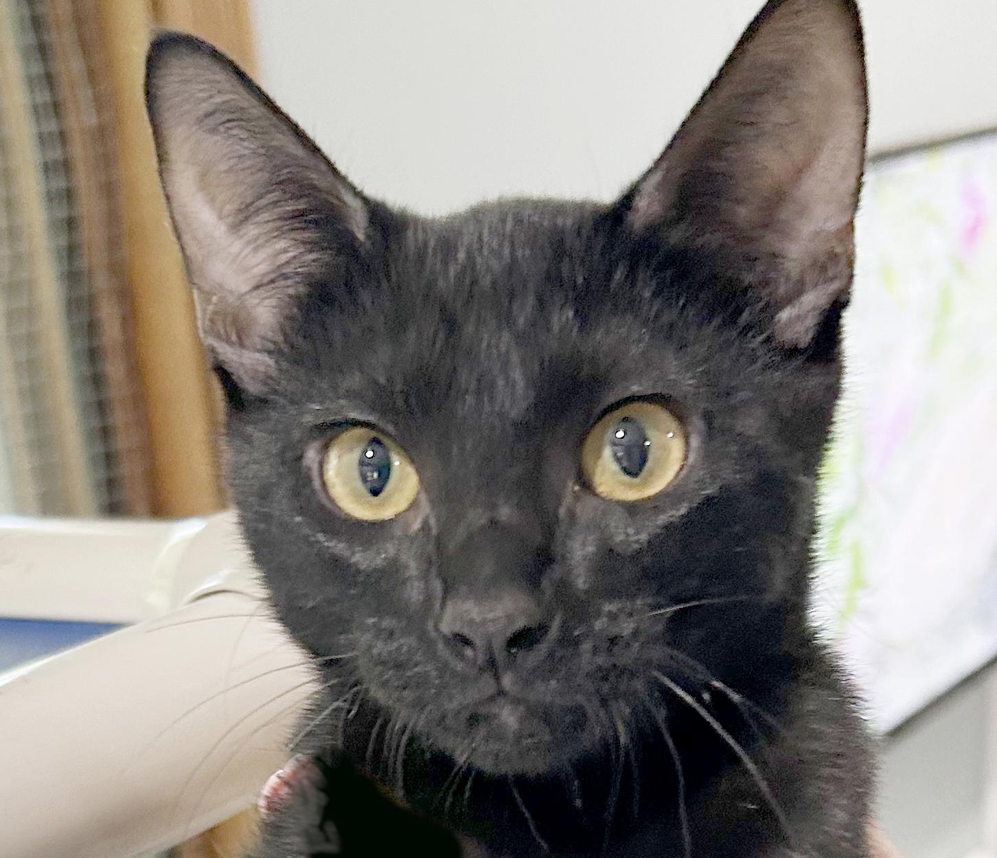 Enlarge Frisbee, a Adoptable Domestic Short Hair in Parkville, MO image 4/6