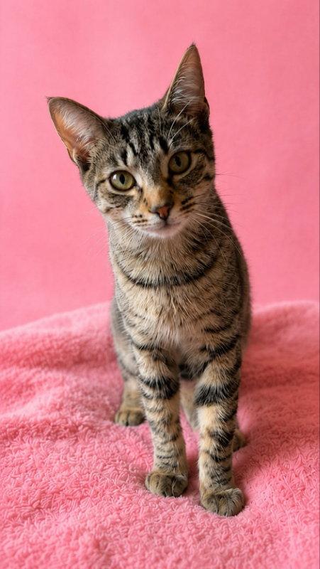 Enlarge Beezus, a Adoptable Tabby in Knoxville, TN image 1/3