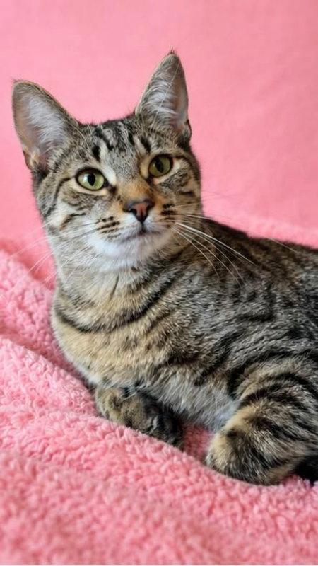 Enlarge Beezus, a Adoptable Tabby in Knoxville, TN image 2/3