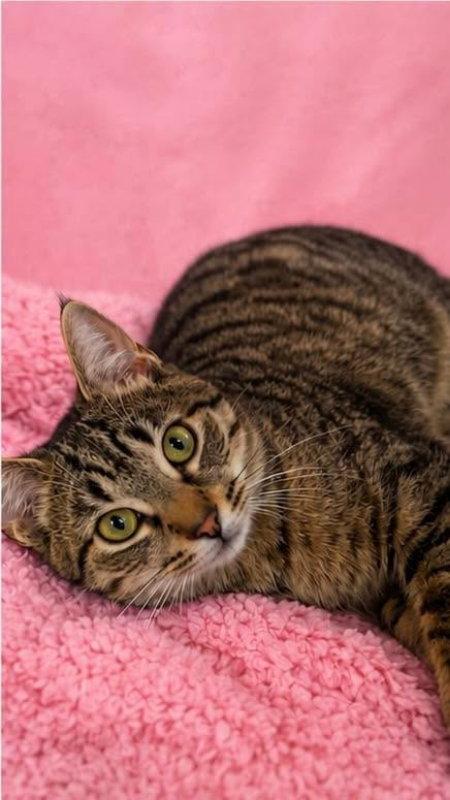 Enlarge Beezus, a Adoptable Tabby in Knoxville, TN image 3/3
