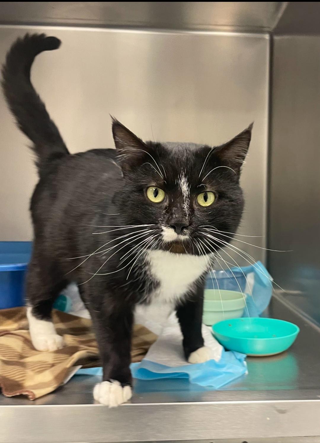 Reggie, adoptable, Adult Male Domestic Short Hair.