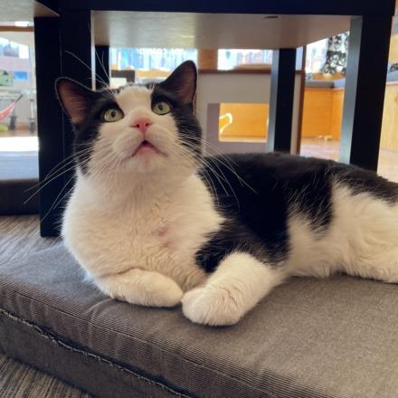 Pepe LePew, Adoptable, Adult Male Domestic Short Hair.