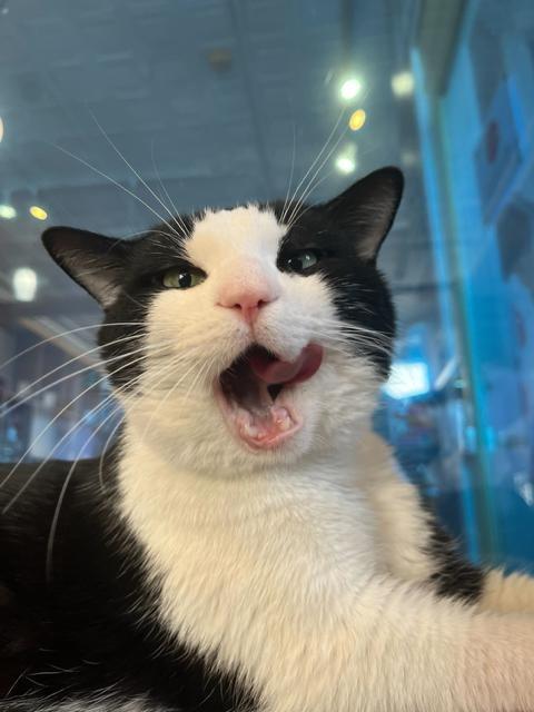 Enlarge Pepe LePew, a Adoptable mixed breed in St. Louis, MO image 3/6