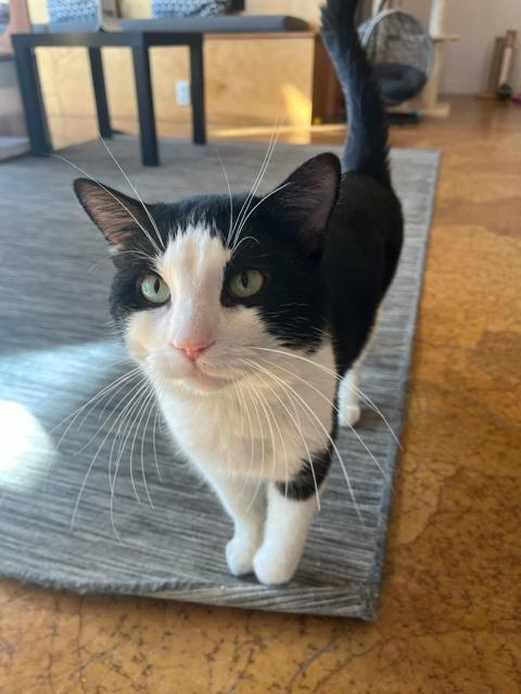 Enlarge Pepe LePew, a Adoptable mixed breed in St. Louis, MO image 4/6