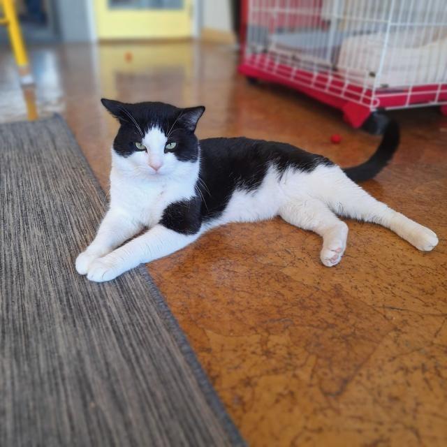 Enlarge Pepe LePew, a Adoptable mixed breed in St. Louis, MO image 5/6