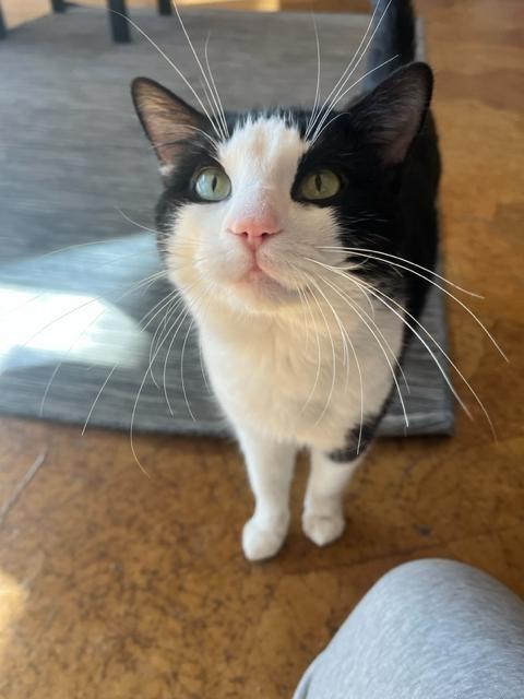 Enlarge Pepe LePew, a Adoptable mixed breed in St. Louis, MO image 6/6