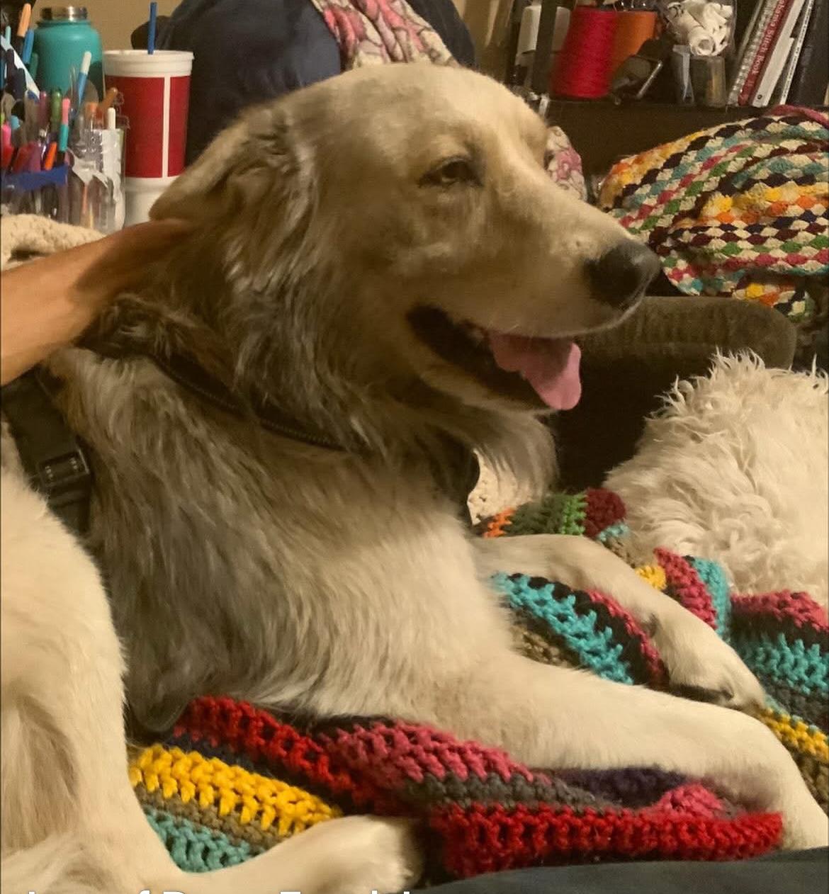 Leonard, a Adoptable mixed breed in Scottsdale, AZ image 2/3